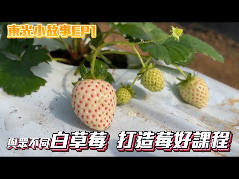 新竹縣關西鎮東光國小—東光小故事EP1【結合在地農產   發現不同的草莓】