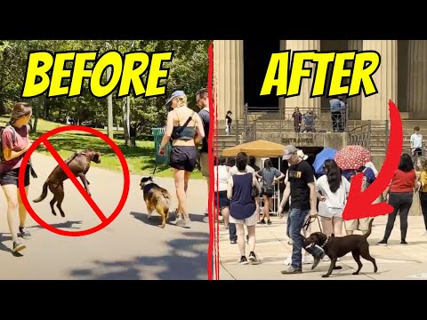 How to STOP Your DOG From Pulling on the Leash!