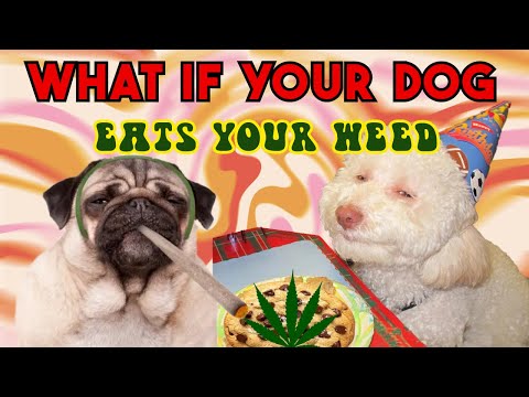 Did your Dog Eat your Weed?