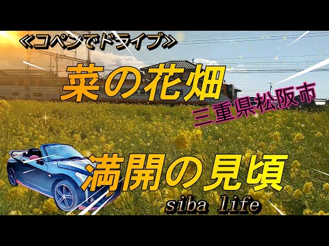 春の訪れが満開に咲き誇っていました。三重県の菜の花畑を、観に行ってきました。 24 . 1 . 27 siba life