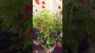 Hibiscus Kali 🌺#gardeningchannel #youtubeshorts