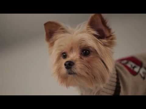 Strike-A-Paws 2014 - Wag-A-Tude Oatmeal Mum Tattoo Sweater