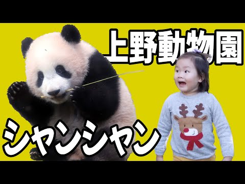 【VLOG #12】リベンジ‼️上野動物園‼️入ってすぐシャンシャンが見れた🐼桜子ちゃんではなく、ダディーちゃんが大興奮‼️