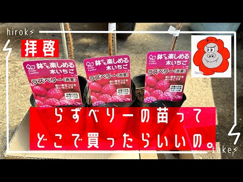 ラズベリー苗おすすめ販売店