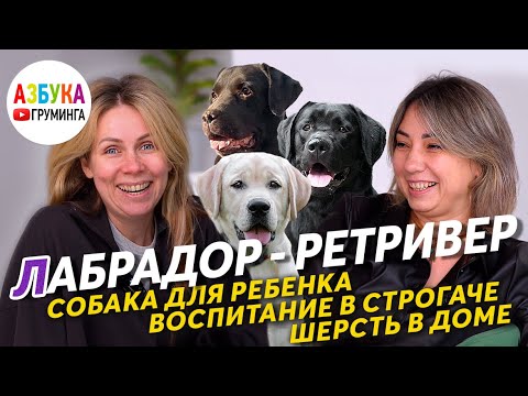 Лабрадор ретривер - собака для ребенка? Линька в доме и груминг лабрадора.