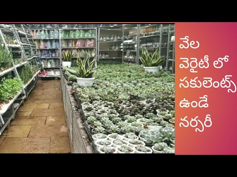 Sanjay nursery pune video 2 telugudanam by Divyavarma