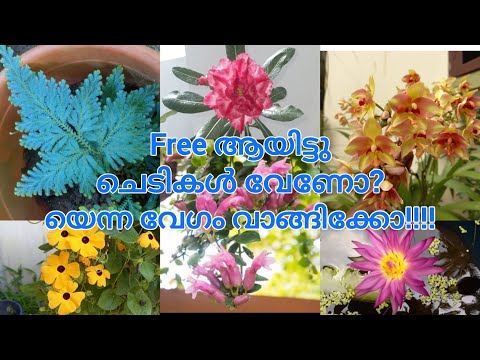 വിലക്കുറവിൽ നല്ലമനോഹരമായ പൂച്ചെടികൾ സ്വന്തമാക്കാം‼️💯| garden dreams