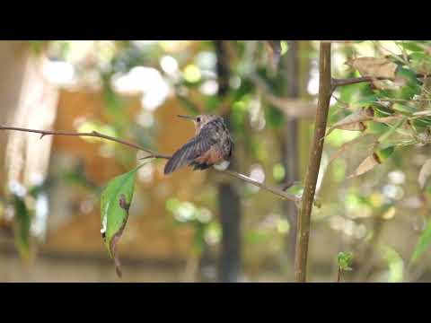 Humming Bird Mama Flora Feed Bumble after Fledge