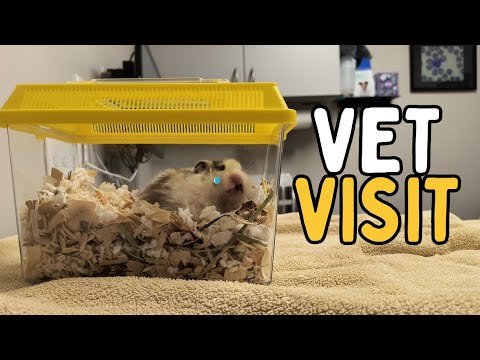 VET VISIT for my HAMSTER 😥🚑 // taking my hamster to the vet for the first time