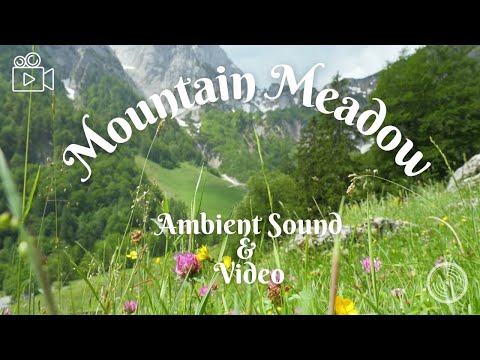 Visit a Tranquil Mountain Meadow: Ambient Sound with Video