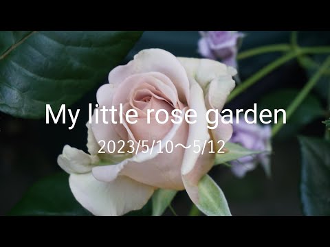 【最近の庭】遅咲きも咲いてきました【鉢植えのバラ】