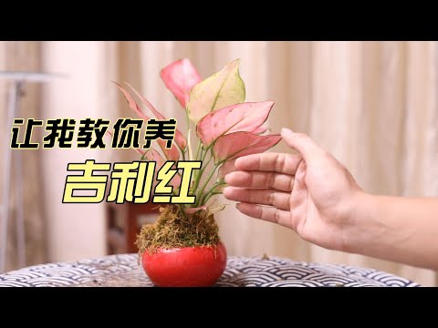 吉利红怎么养？园艺师教你，吉利红的详细养护技巧