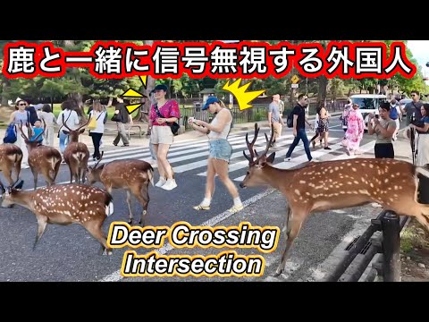 横断歩道を渡る鹿と外国人観光客の反応 奈良公園 2024 Deer Crossing Road in Nara