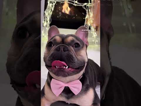 The Cutest French Bulldog | Frenchie Trekker TV #Shorts #Dog