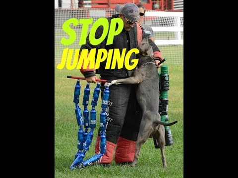 stop puppy or dog jumping training obedience pup pit bull shepherd