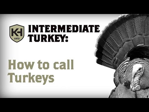 When and How to Call Turkeys: Intermediate Turkey Calling Tutorial