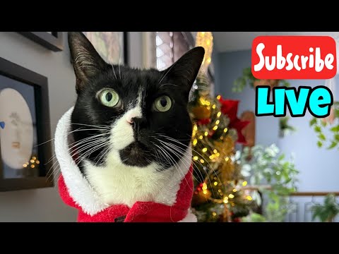 Wednesday Fluff and Purrs - Live Stream