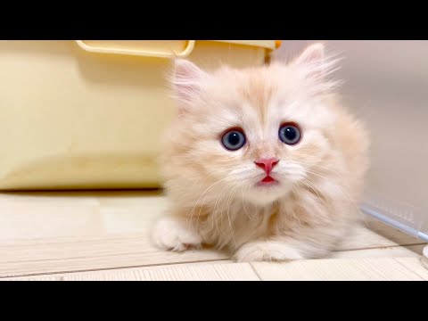 【マンチカンの子猫】短足ちゃん達のチョロQ走りは撮りにくい件 ～猫のいる生活Vol.1035～出産動画 マンチカン短足・ミヌエット・ペルシャ猫専門ブリーダー『ペット蔵人』【子猫の成長記録】