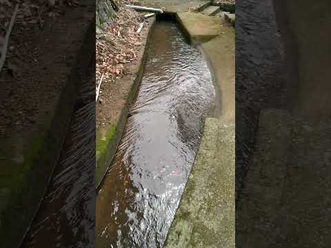 流過淡水樁子林行忠社區的水圳