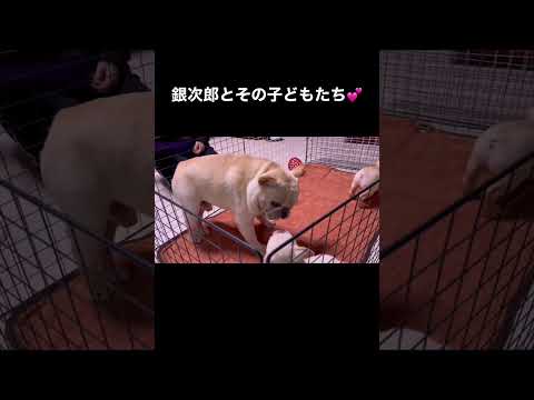 【フレンチブルドッグ】親子で仲良くじゃれあってます🐶🦴