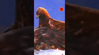 Golden Eagle Furiously Fights to Save Food