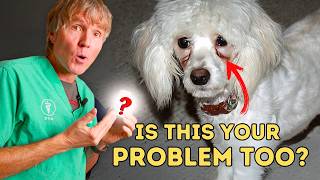 How to Remove Dog Tear Stains: Top Home Remedies That Work!