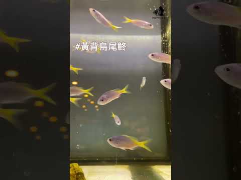 周五就是要成群趴踢🥳 #sea  #aquarium  #Caesioteres #petvibe  #寵趣水族  #中和質感水族  #reef  #fish