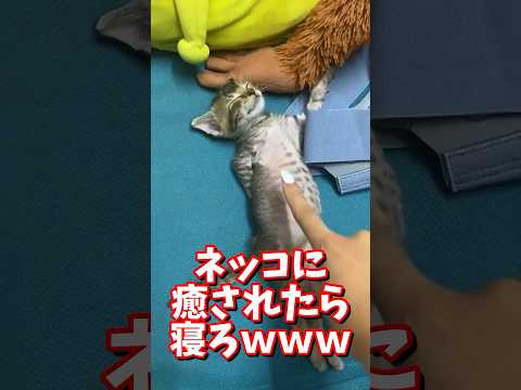 ネッコの動画で癒されたら寝ろｗｗｗ　#2ch #2ch動物スレ #2ch面白いスレ #動物 #犬 #猫 #癒やし #ねこ