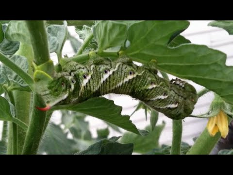 Tobacco Hornworm