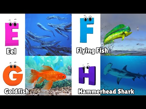 Sea Animals Alphabet Song | Learn The Names of Sea Animals | Learn English Alphabet Letters