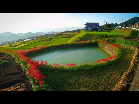 御所伏見の彼岸花 2024.10.02