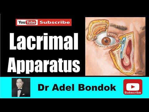 Anatomy of the Lacrimal Apparatus, Dr Adel Bondok Making Anatomy Simple