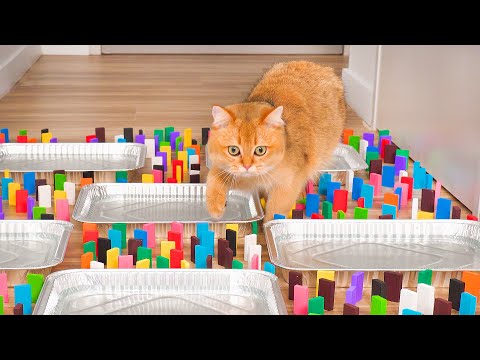 Can Cats Beat Dominoes Obstacle Course!