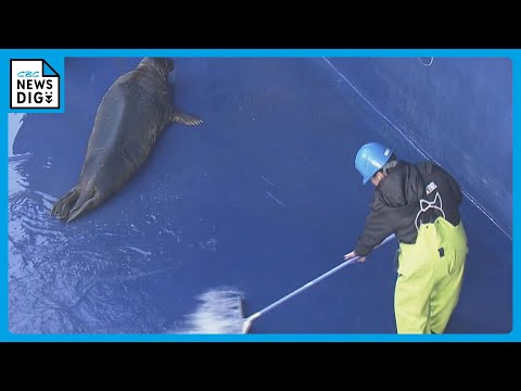 鳥羽水族館で年末恒例の大掃除 アシカやアザラシの水槽で 高圧洗浄機やモップで念入りに 三重・鳥羽市