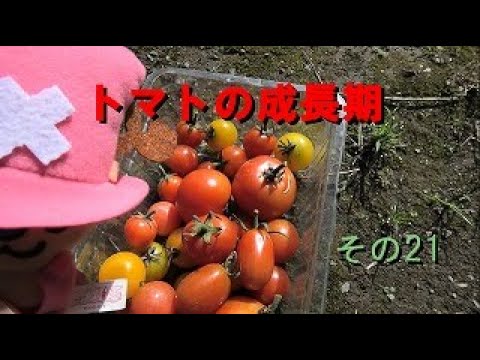 トマトの成長期（第23週目）