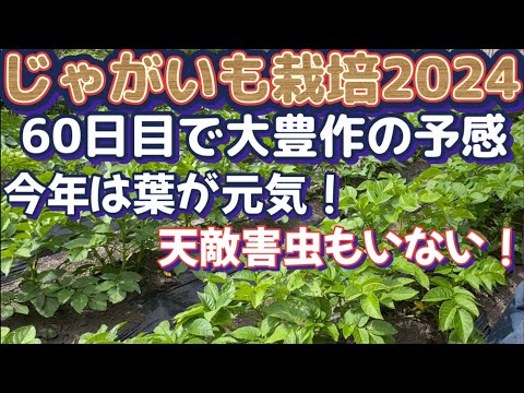 【家庭菜園でジャガイモ栽培2024Part4】こまめな葉面散布で立派に育つじゃがいもの葉！お安い便利グッズご紹介