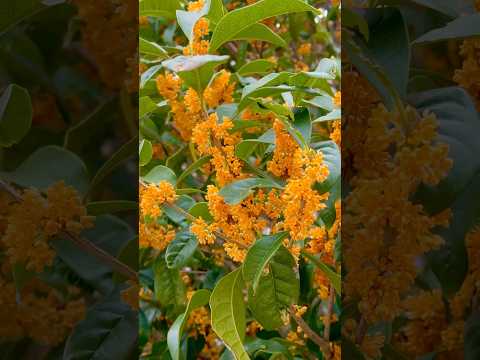 桂花飄香/Fragrant osmanthus#桂花#Osmanthus