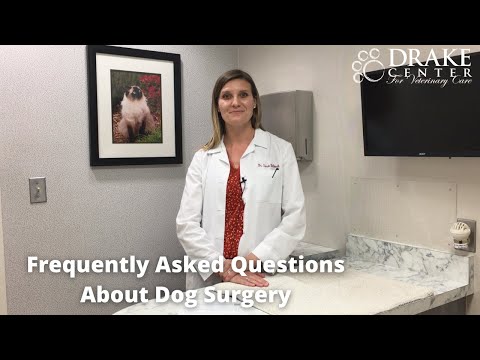 Frequently Asked Questions About Dog Surgery