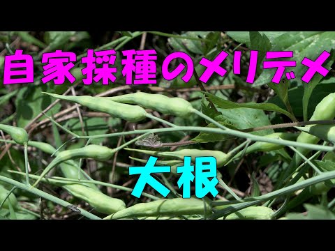 【自家採種】自家採種のメリット/デメリット　大根