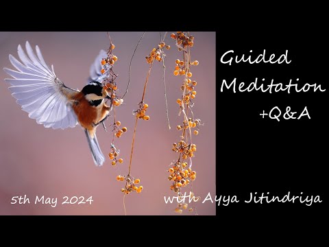 Guided Meditation + Q&A with Ayya Jitindriya ~ Sunday 5th May @ 7am AEST