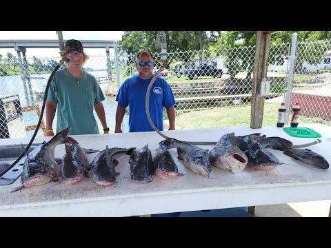 Catfishing on the awake: Big Fish!