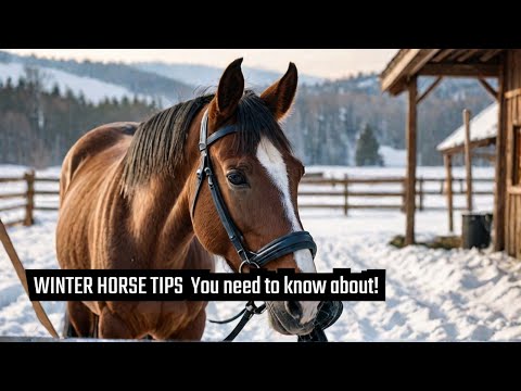 Winter Horse Care SECRETS Every Owner MUST Know!