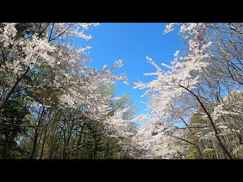 北海道札幌　中島公園　桜満開