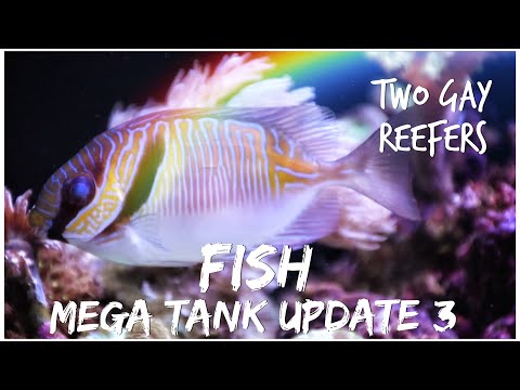 Mega Tank Update #3 - Fish