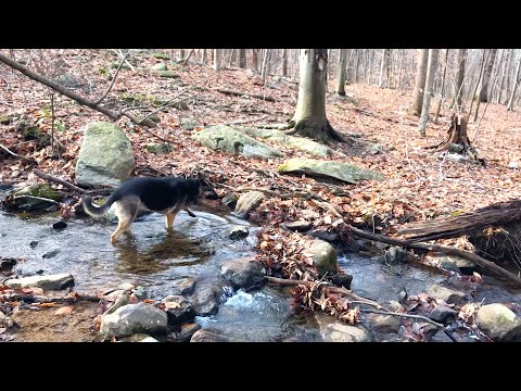 Ep132 Lol mini waterfall! Our German Shepherd's Hiking Video Series - Dog hiking in winter