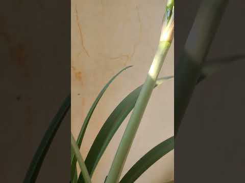 #youtube #short #shorts Amaryllis buds they look beautiful..  #amaryllis #Greenmeadows