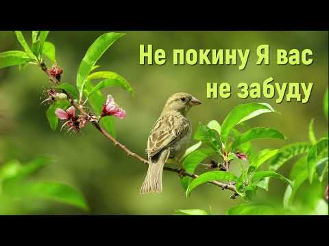 Не покину Я вас не забуду - Християнські пісні #христианськіпісні #піснідлядуші #непокинуявас