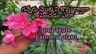 propagate ganneru Mokka🌸🌸/గన్నేరు మొక్క ని కొమ్మలతో ఎలా పెంచాలి