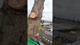 Cutting down a large Fir tree with a Stihl ms200t and Husky 592xp