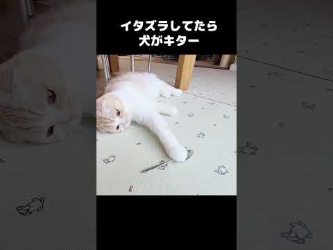 猫がイタズラしてたら犬が秒で駆け付けこうなった...笑#shots